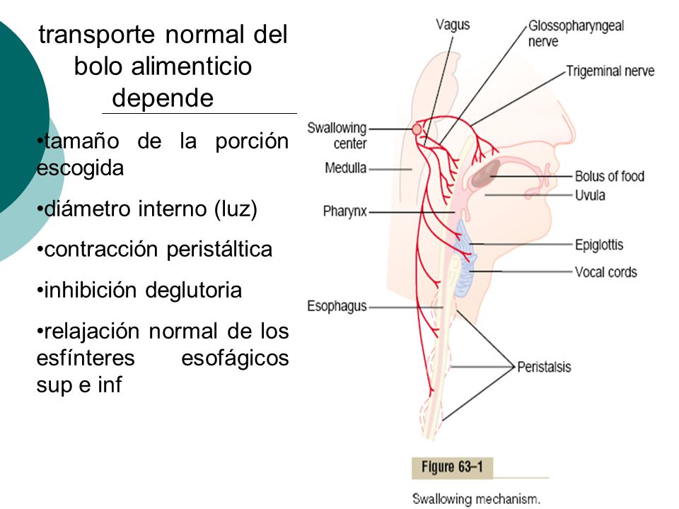 esfinteres esofagicos